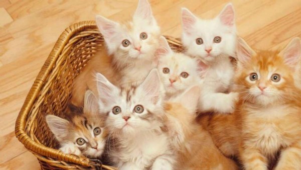 Kediler Günü Nasıl Ortaya Çıktı?